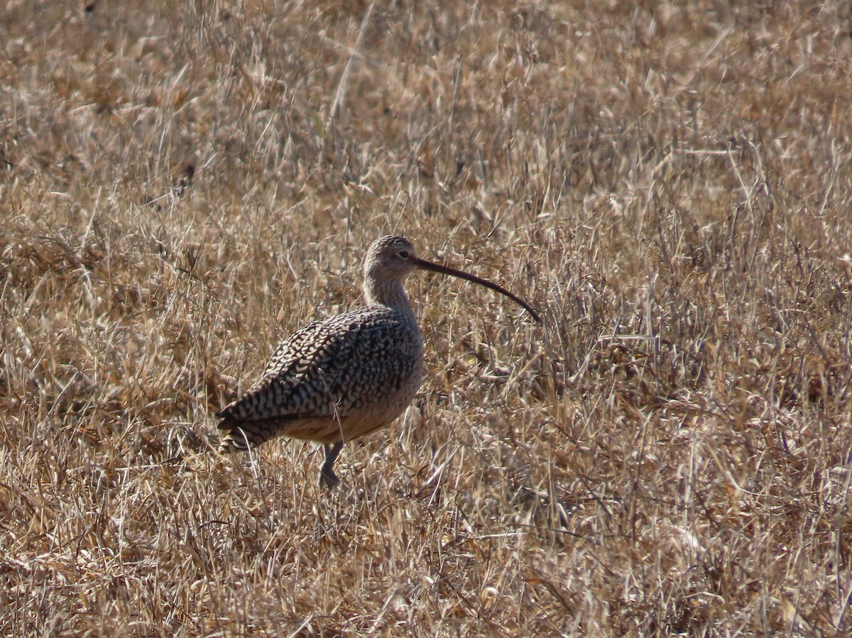 Long-billed Curlew - ML617050812
