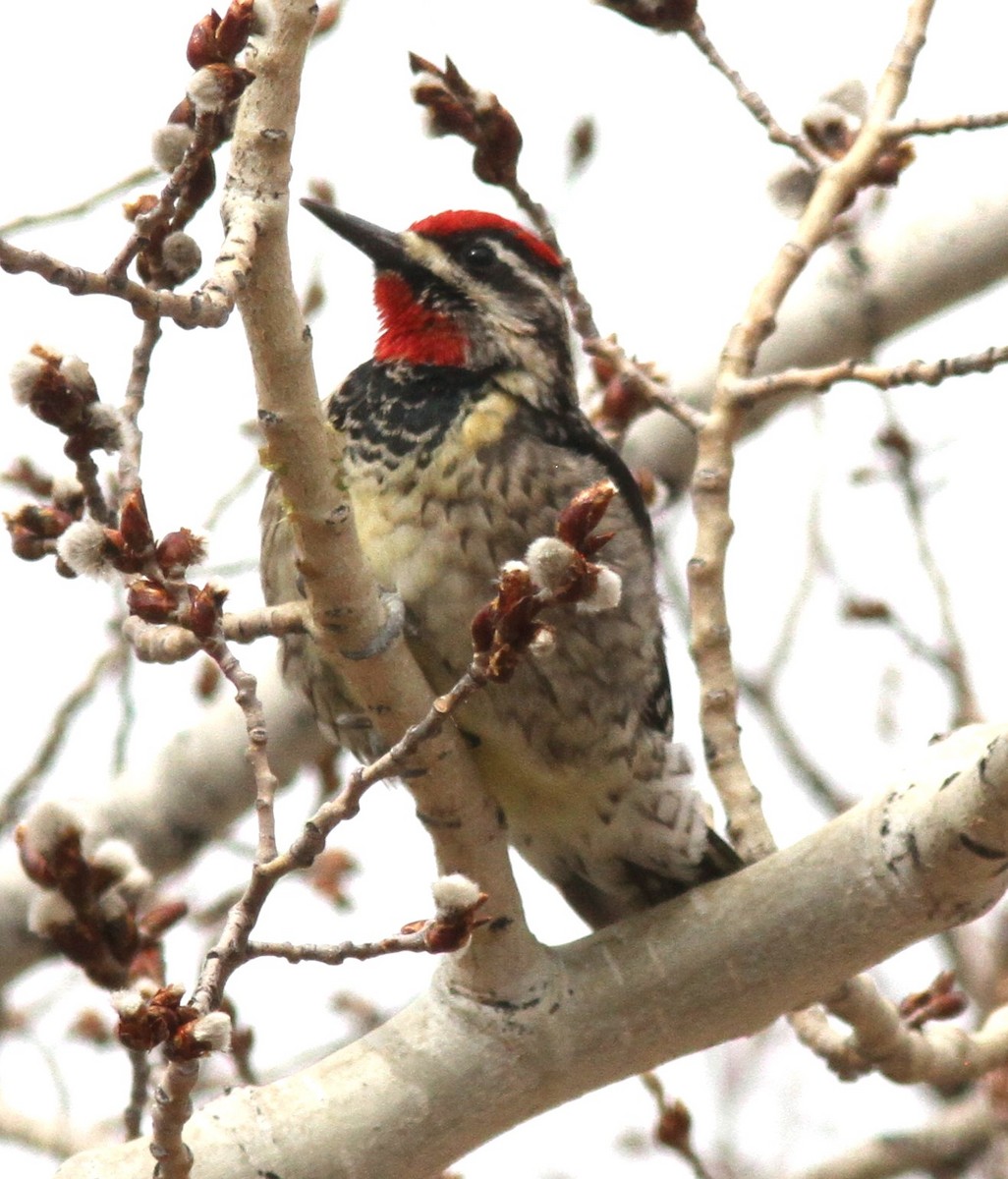 Yellow-bellied/Red-naped Sapsucker - Aaron Driscoll