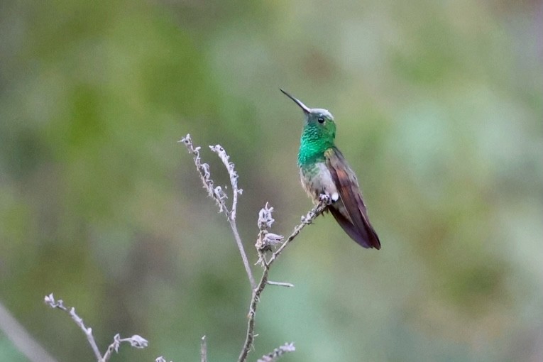 kolibřík mexický - ML617050918