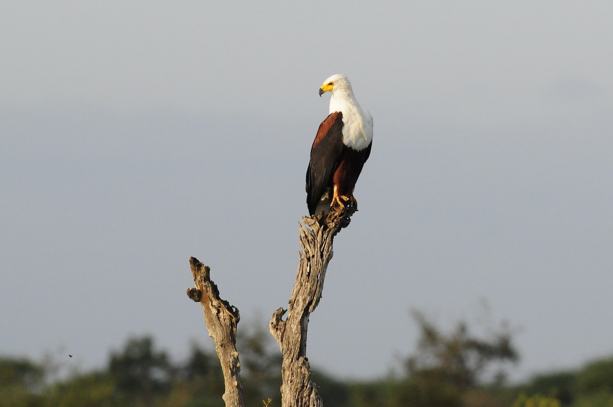 African Fish-Eagle - ML617050947