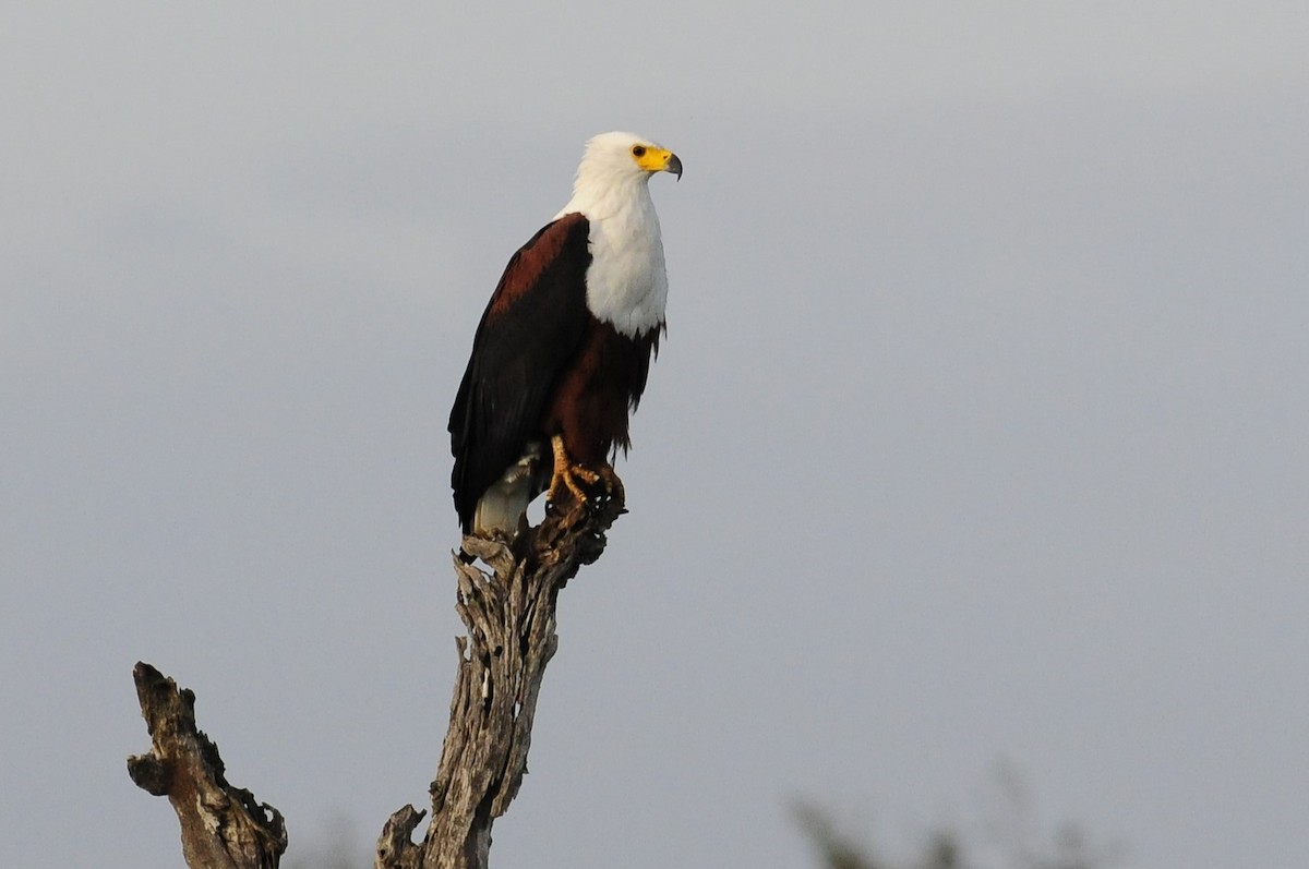 African Fish-Eagle - ML617050948