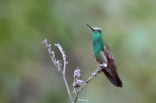 kolibřík mexický - ML617050957