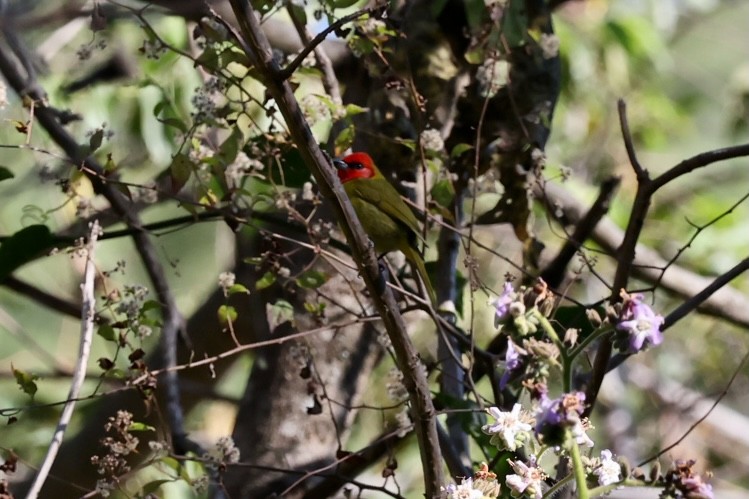 Red-headed Tanager - ML617051070