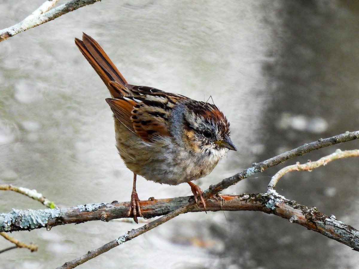 Swamp Sparrow - Sophie Dismukes