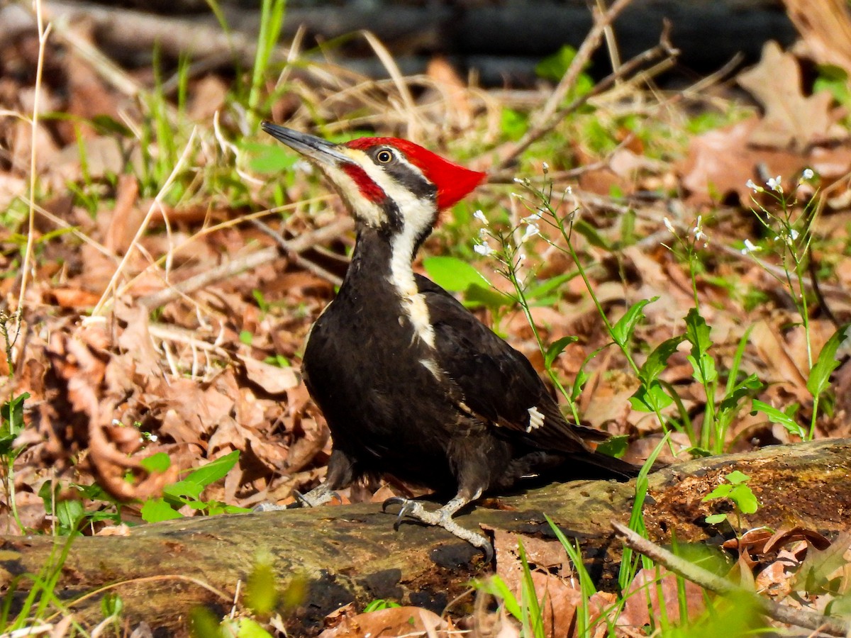Pileated Woodpecker - Sophie Dismukes