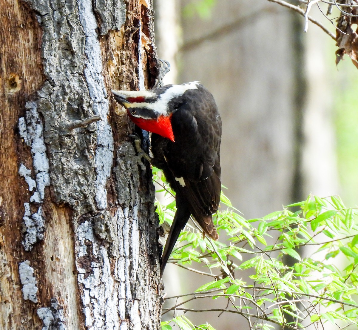 Pileated Woodpecker - Sophie Dismukes