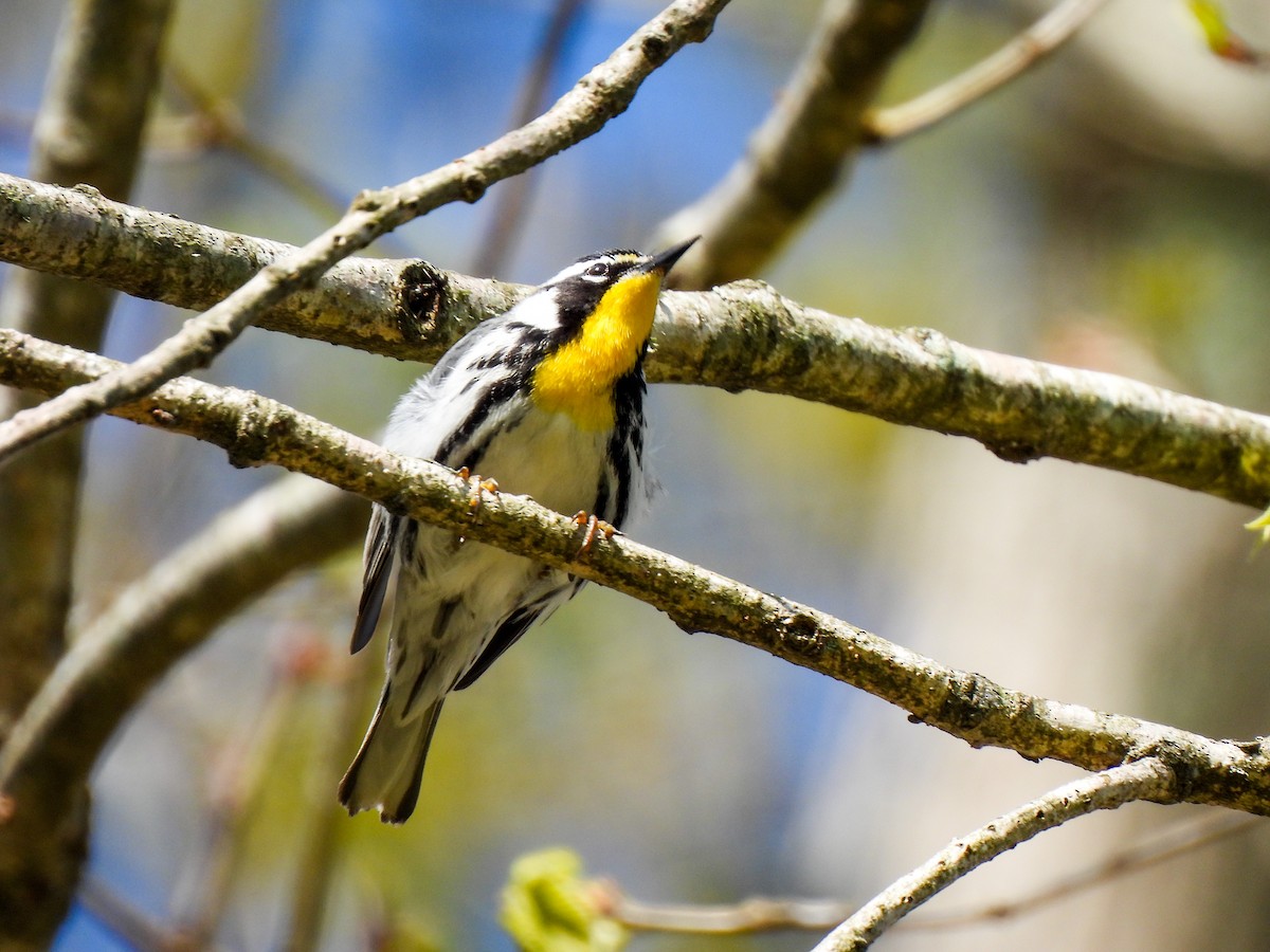 Yellow-throated Warbler - ML617051370
