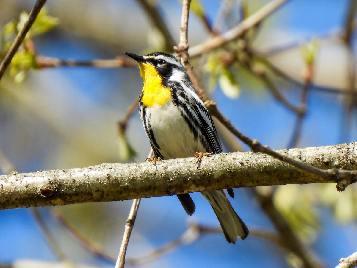 Yellow-throated Warbler - Sophie Dismukes