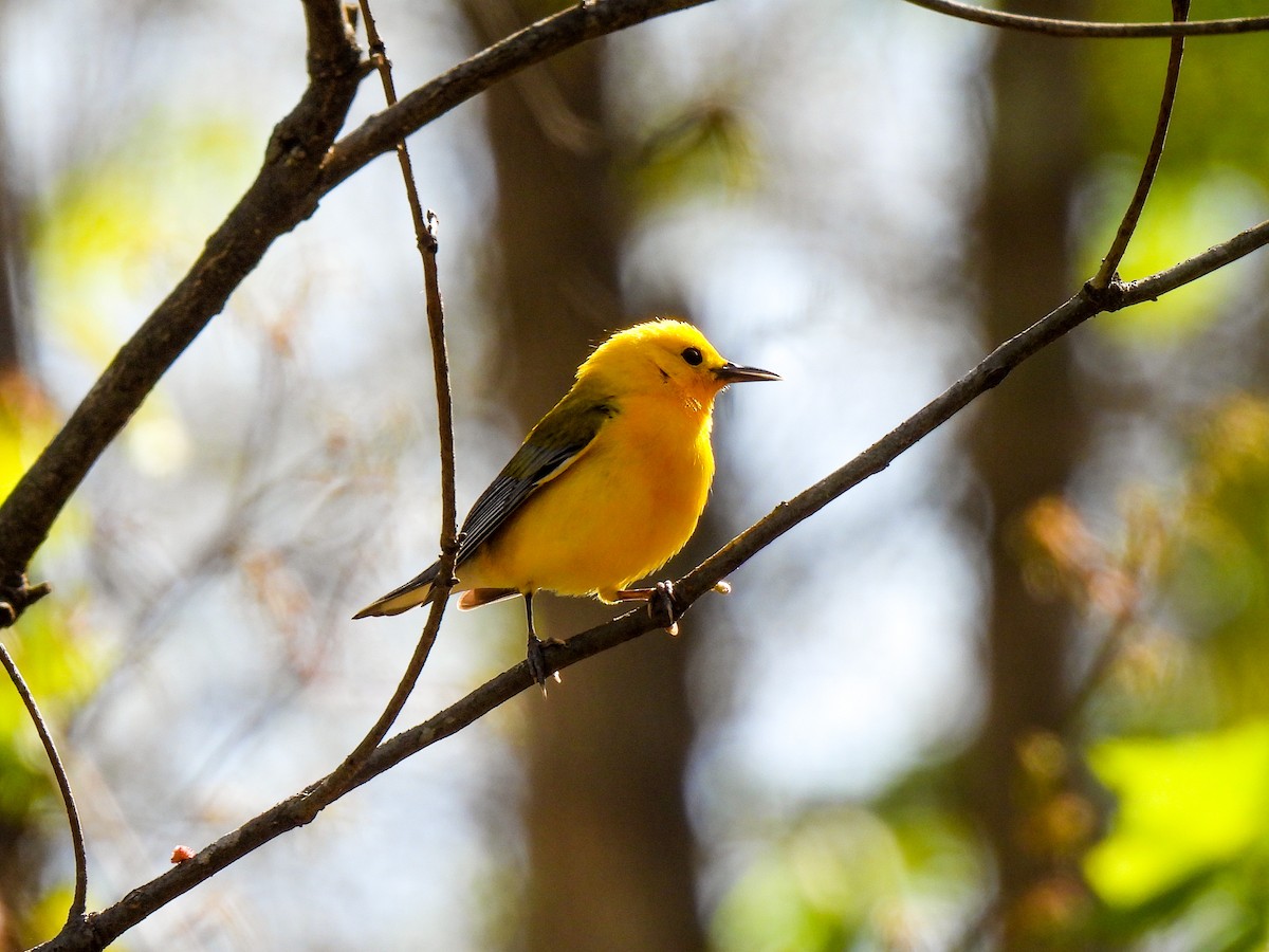 Prothonotary Warbler - Sophie Dismukes