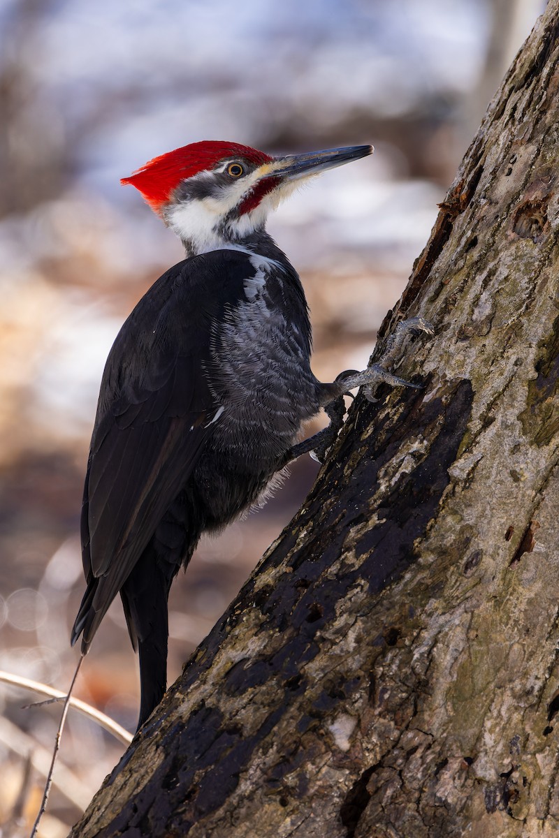 Pileated Woodpecker - ML617051446
