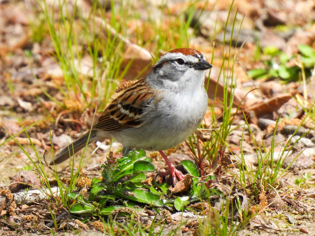 Chipping Sparrow - Sophie Dismukes