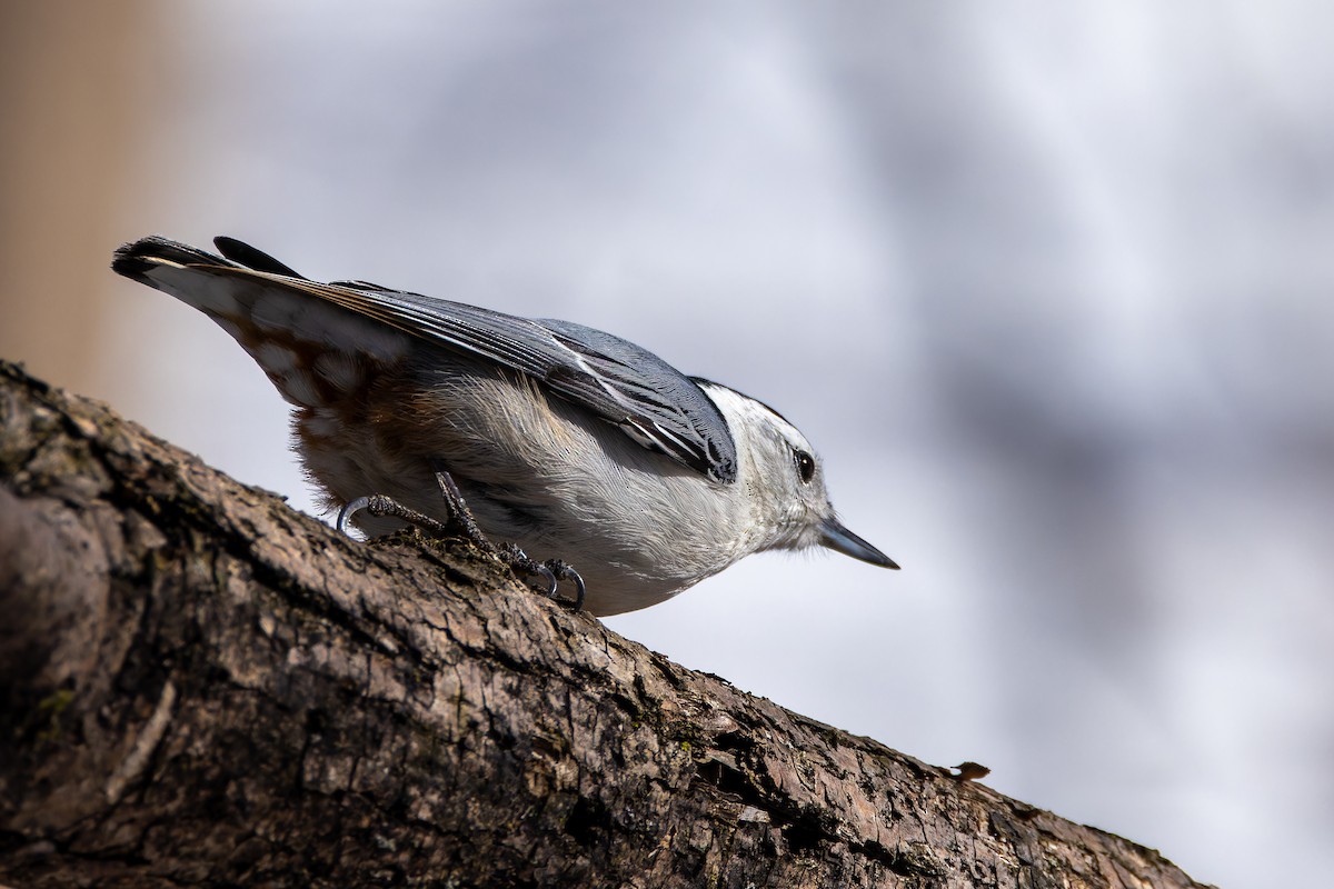 White-breasted Nuthatch - Stéphane Lair