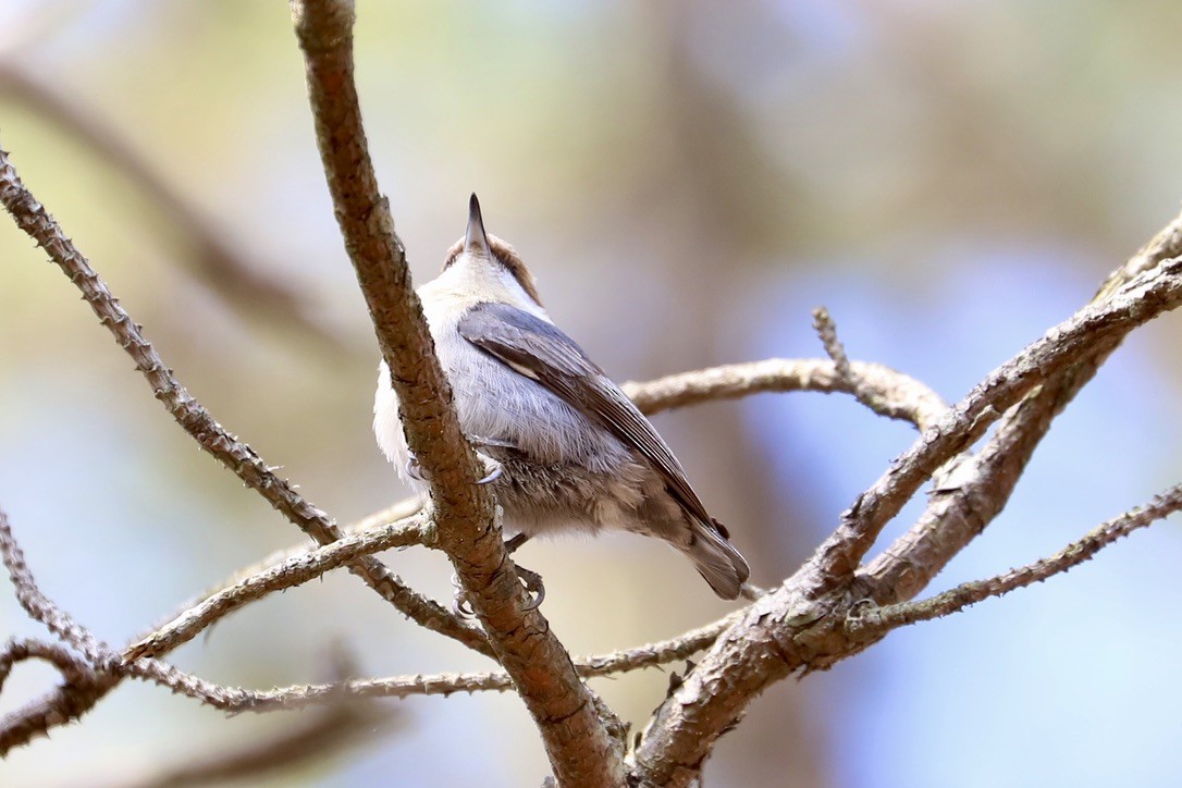 Brown-headed Nuthatch - ML617051566