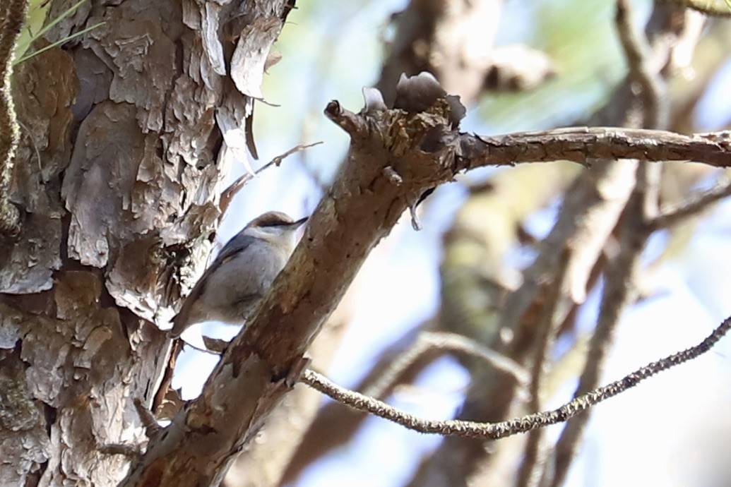 Brown-headed Nuthatch - ML617051567