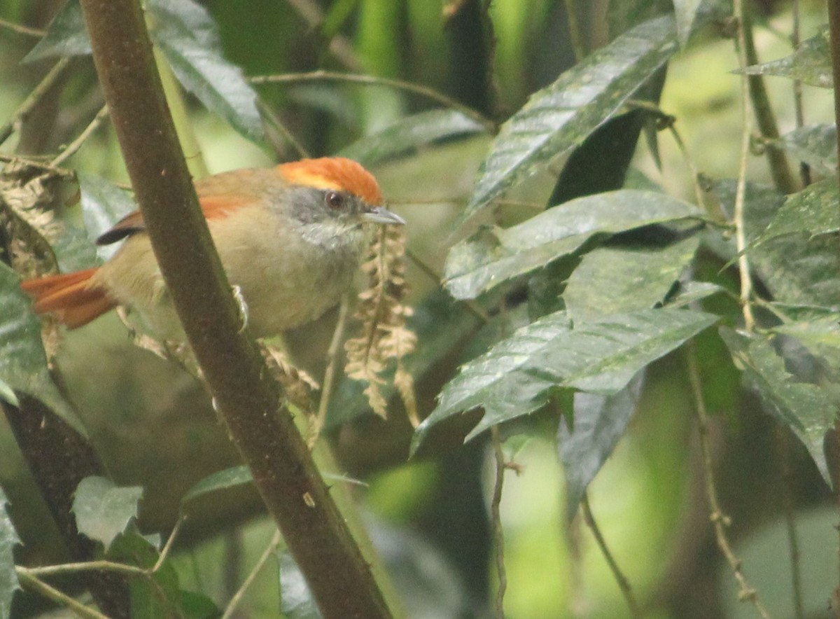 Rufous-capped Spinetail - ML617051668