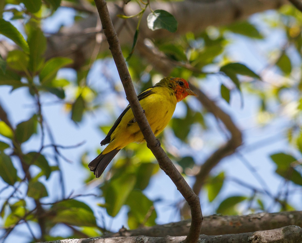 Western Tanager - ML617052042