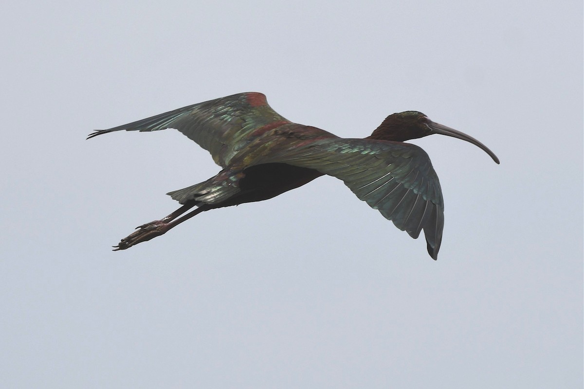 ibis hnědý - ML617052375