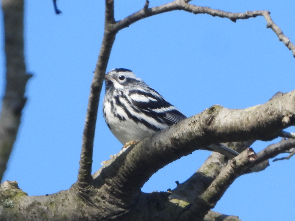 Black-and-white Warbler - ML617052407