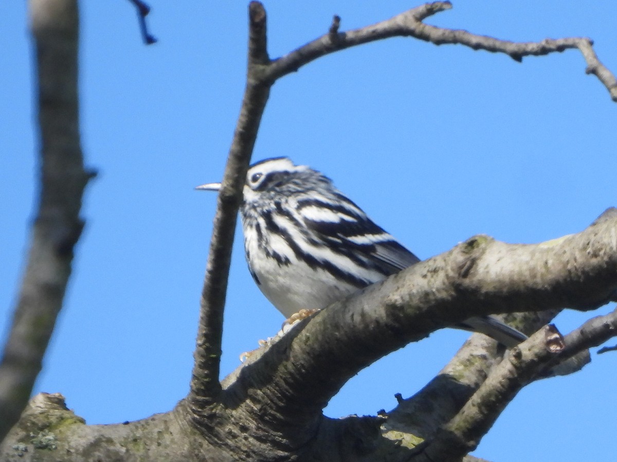 Black-and-white Warbler - ML617052408