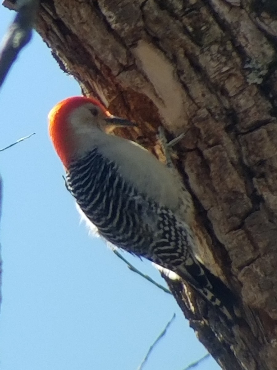 Red-bellied Woodpecker - ML617052425
