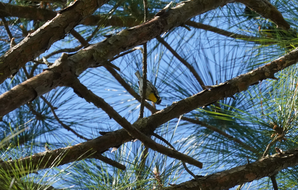 Yellow-throated Warbler - ML617052436
