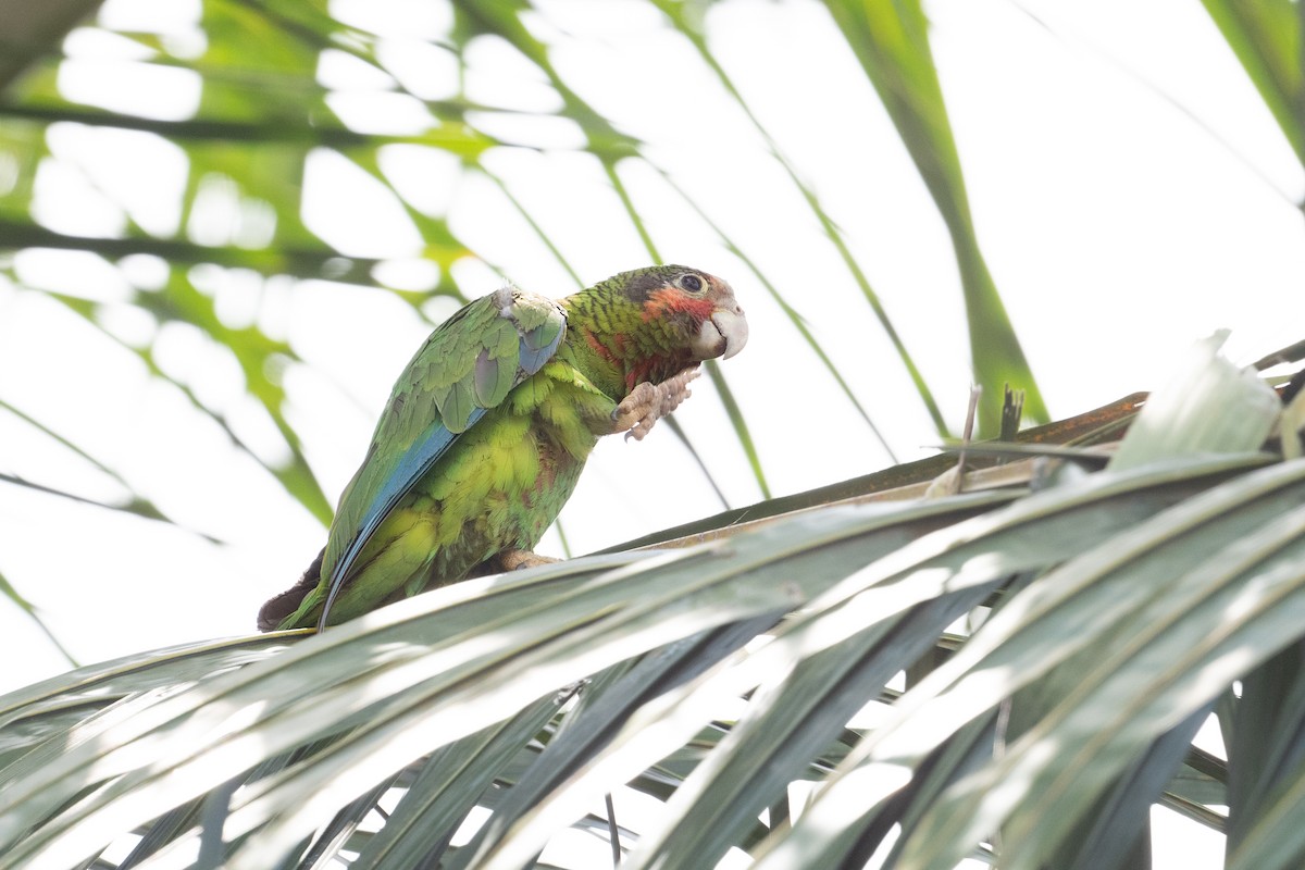 Cuban Parrot (Cayman Is.) - ML617052476
