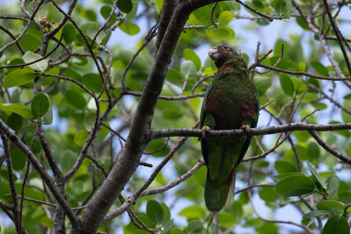 Cuban Parrot (Cayman Is.) - ML617052477