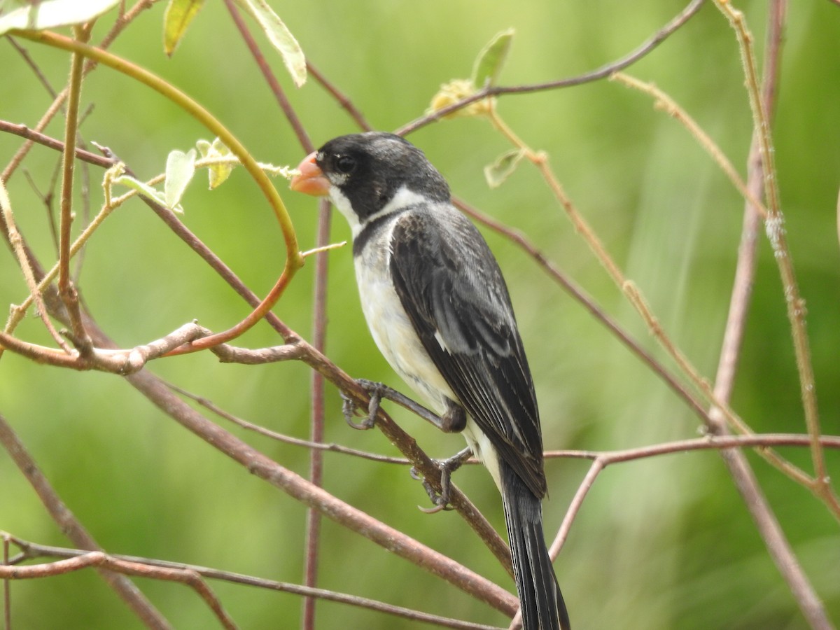 White-throated Seedeater - ML617052525