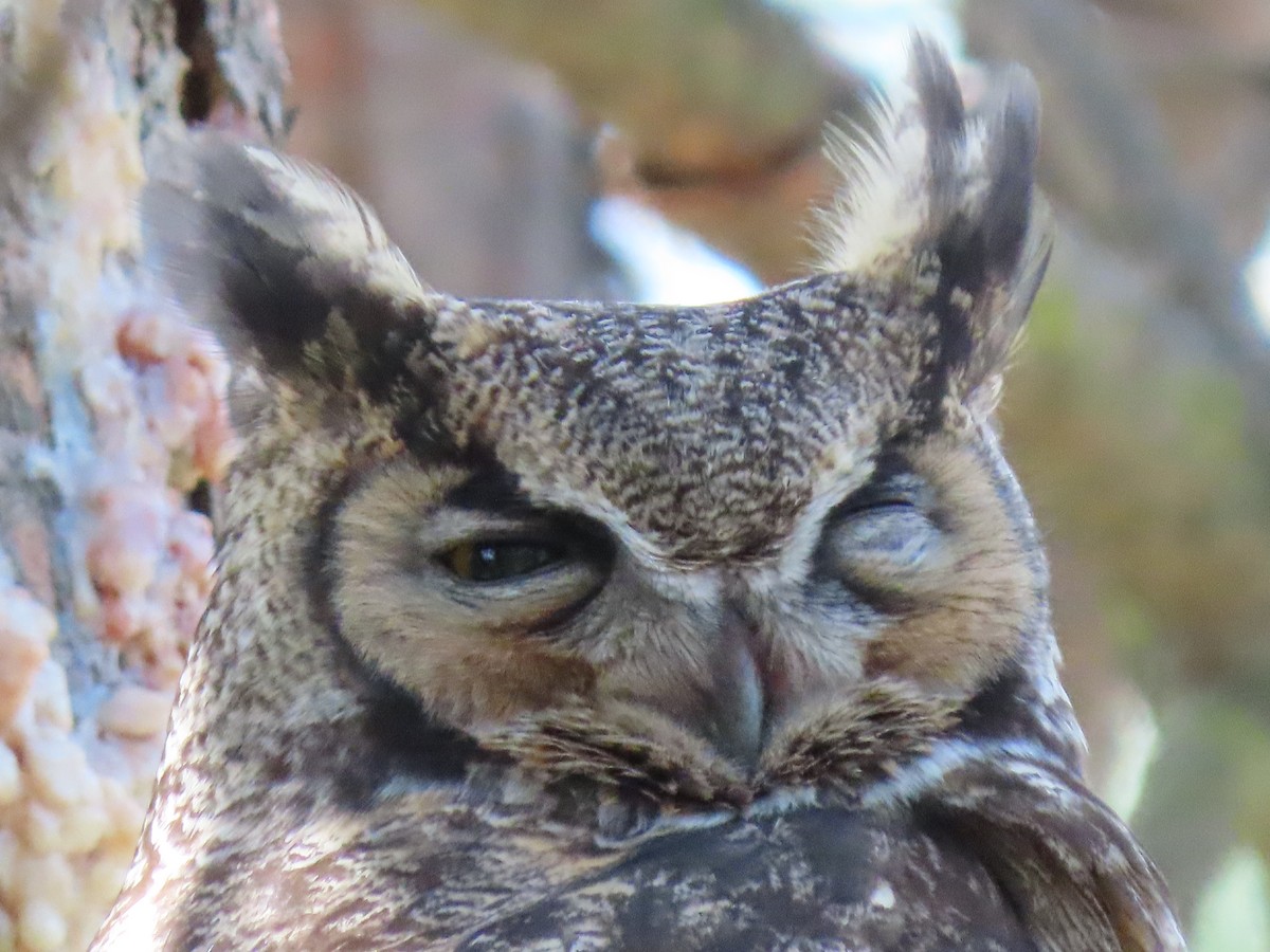 Great Horned Owl - ML617052577
