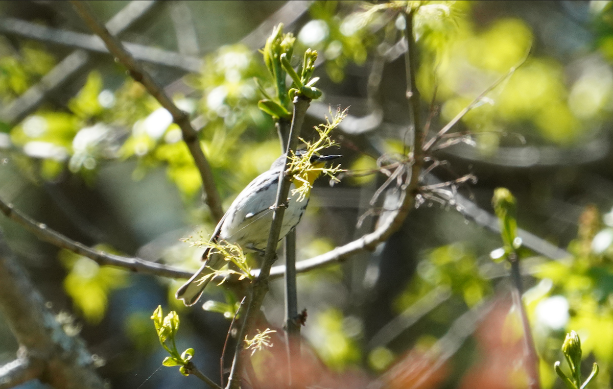 Yellow-throated Warbler - ML617052626