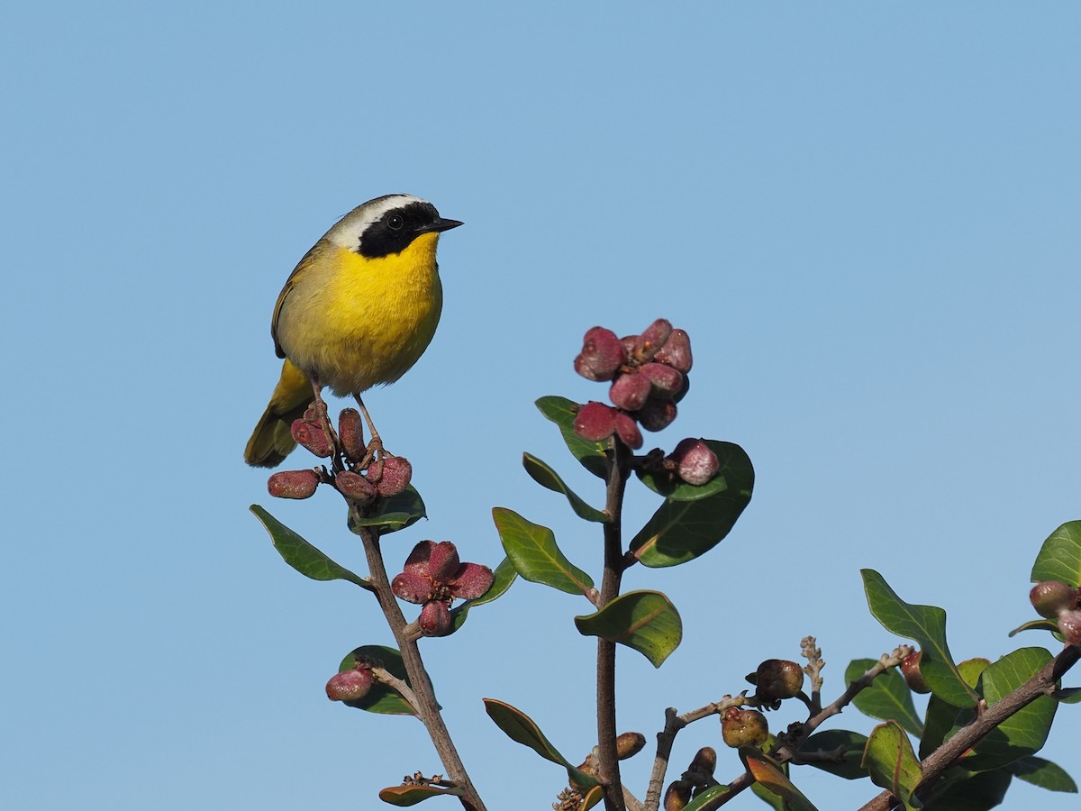 Common Yellowthroat - Keith Parker