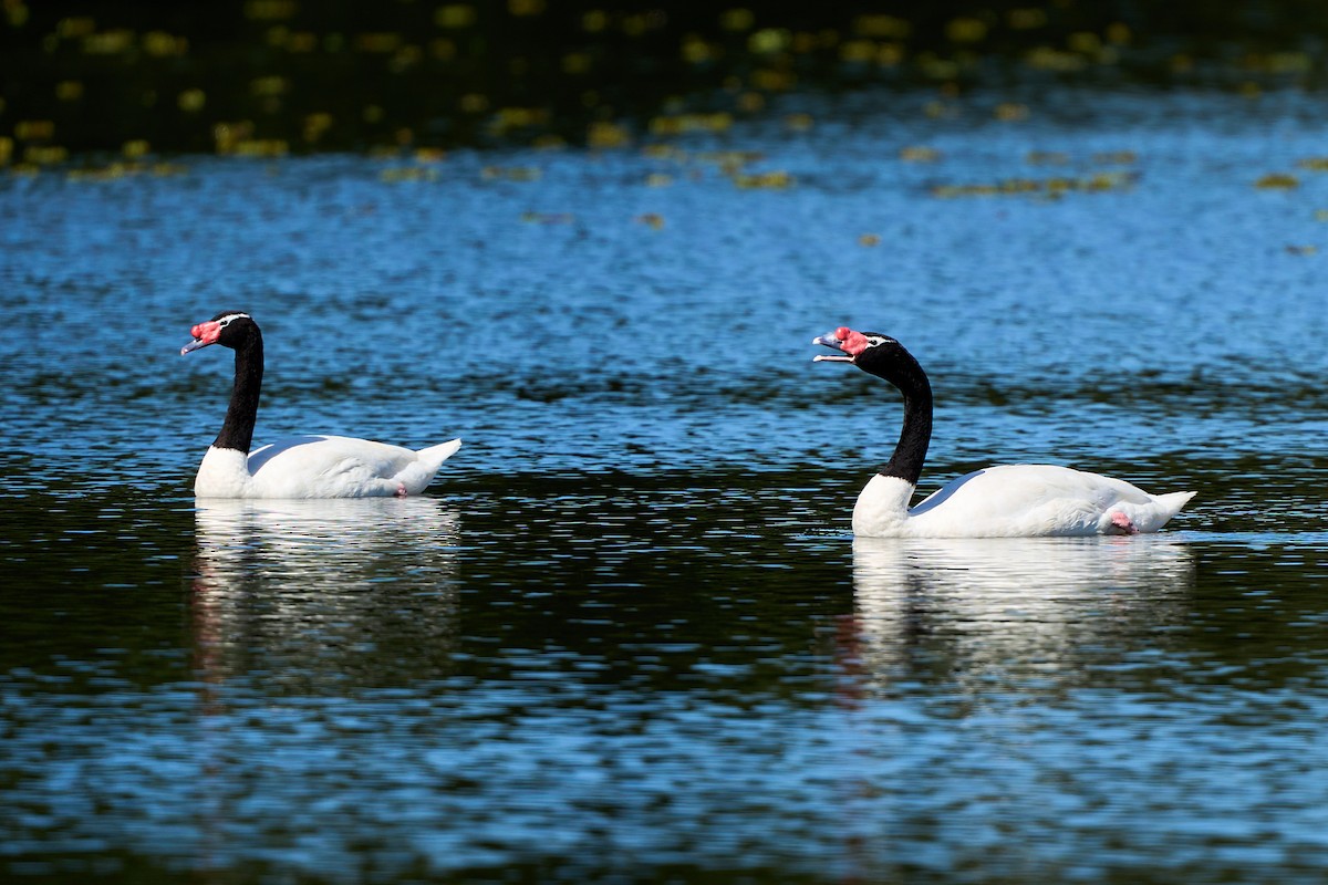 Black-necked Swan - ML617052661