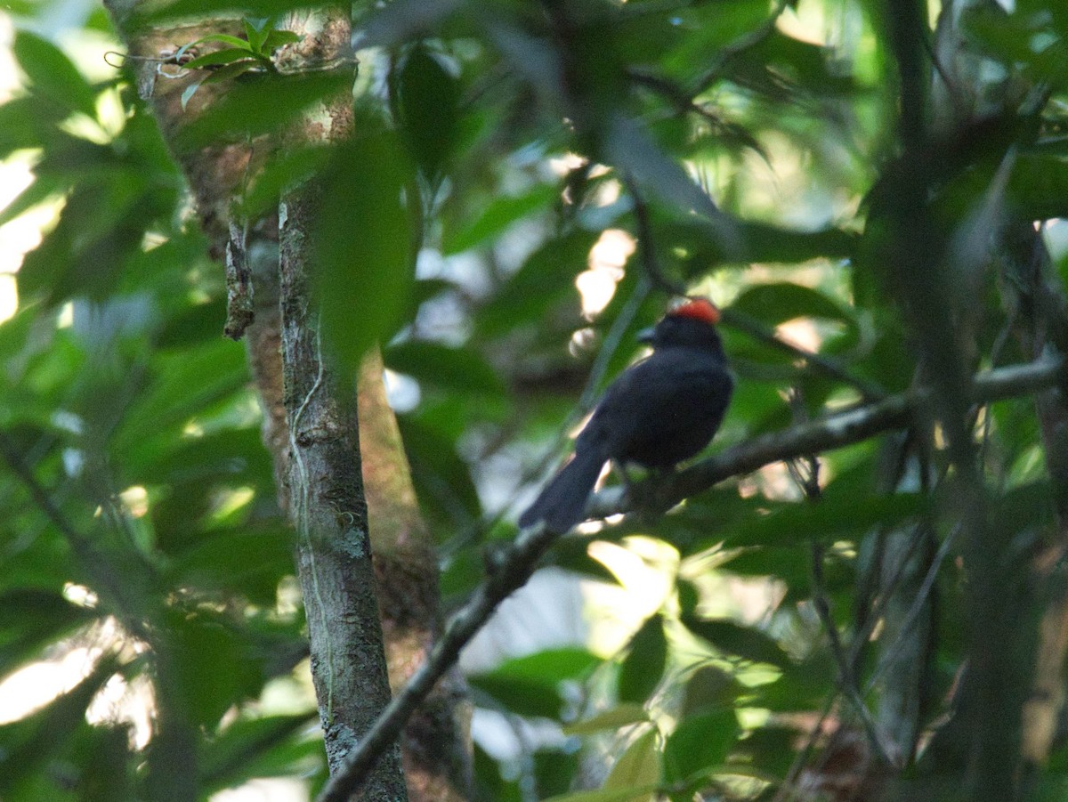 Sooty Ant-Tanager - ML617052681