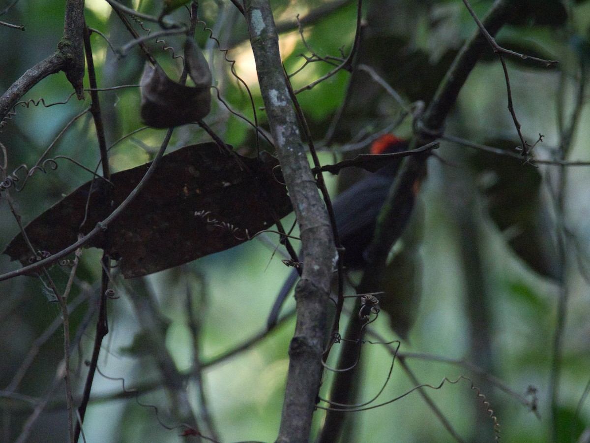 Sooty Ant-Tanager - ML617052682