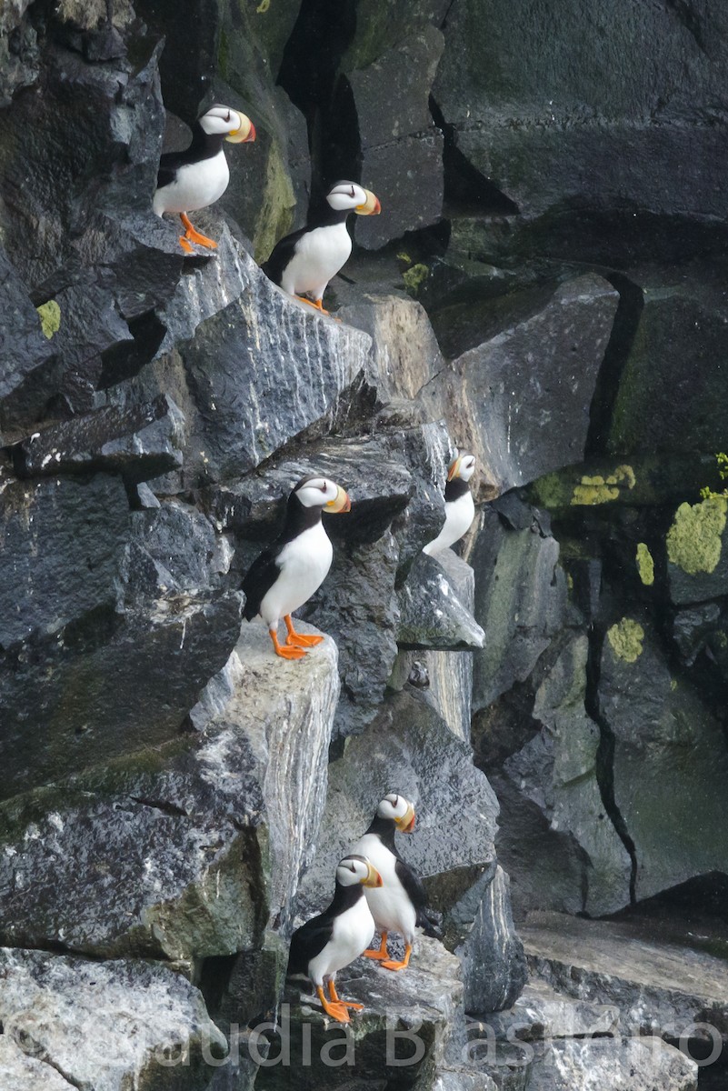 Horned Puffin - ML61705271