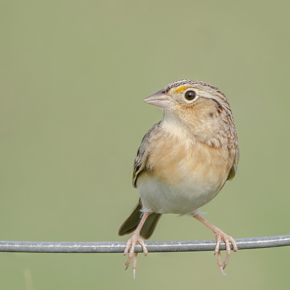 Grasshopper Sparrow - Mike Stewart