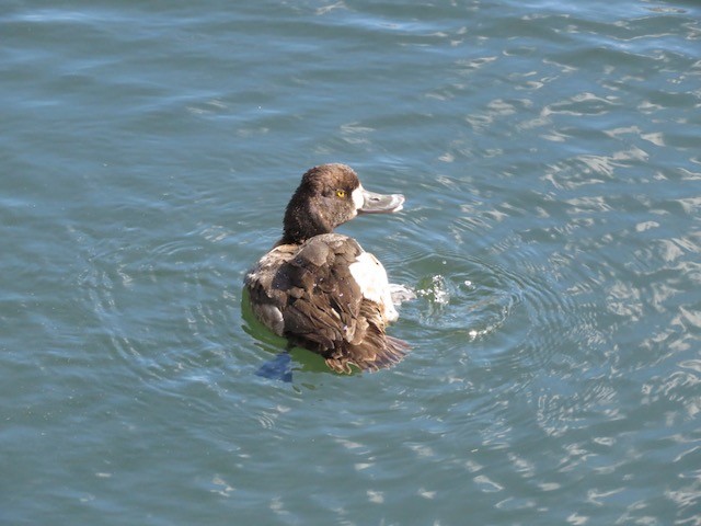 Greater/Lesser Scaup - ML617052730