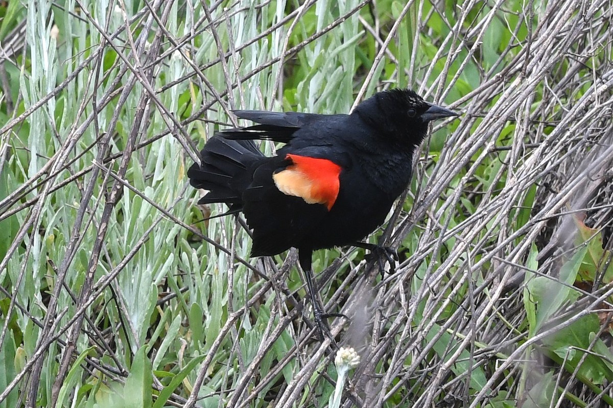Red-winged Blackbird - ML617052788