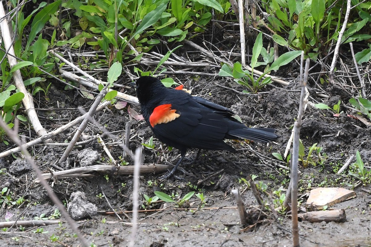 Red-winged Blackbird - ML617052789