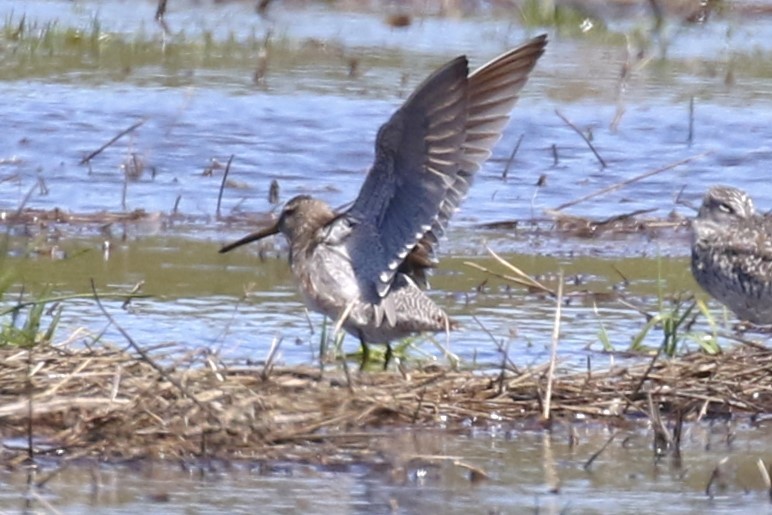 Long-billed Dowitcher - ML617052798