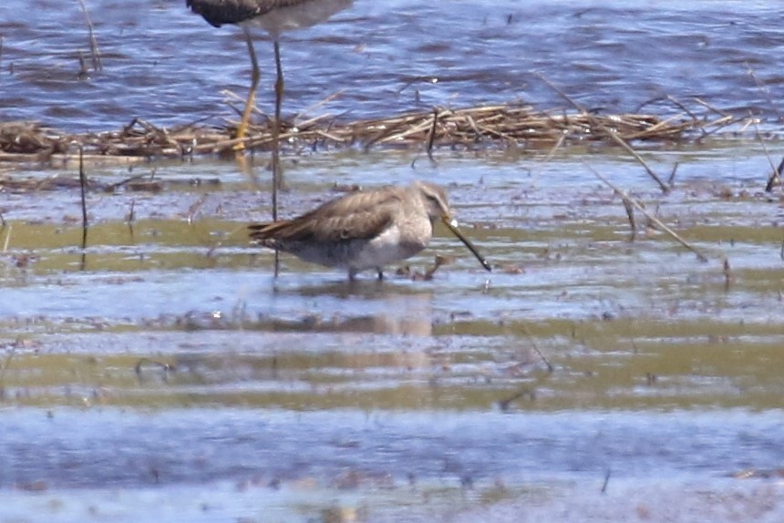 Long-billed Dowitcher - ML617052799