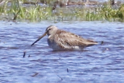 Long-billed Dowitcher - ML617052800