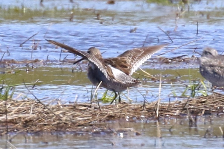 Long-billed Dowitcher - ML617052801