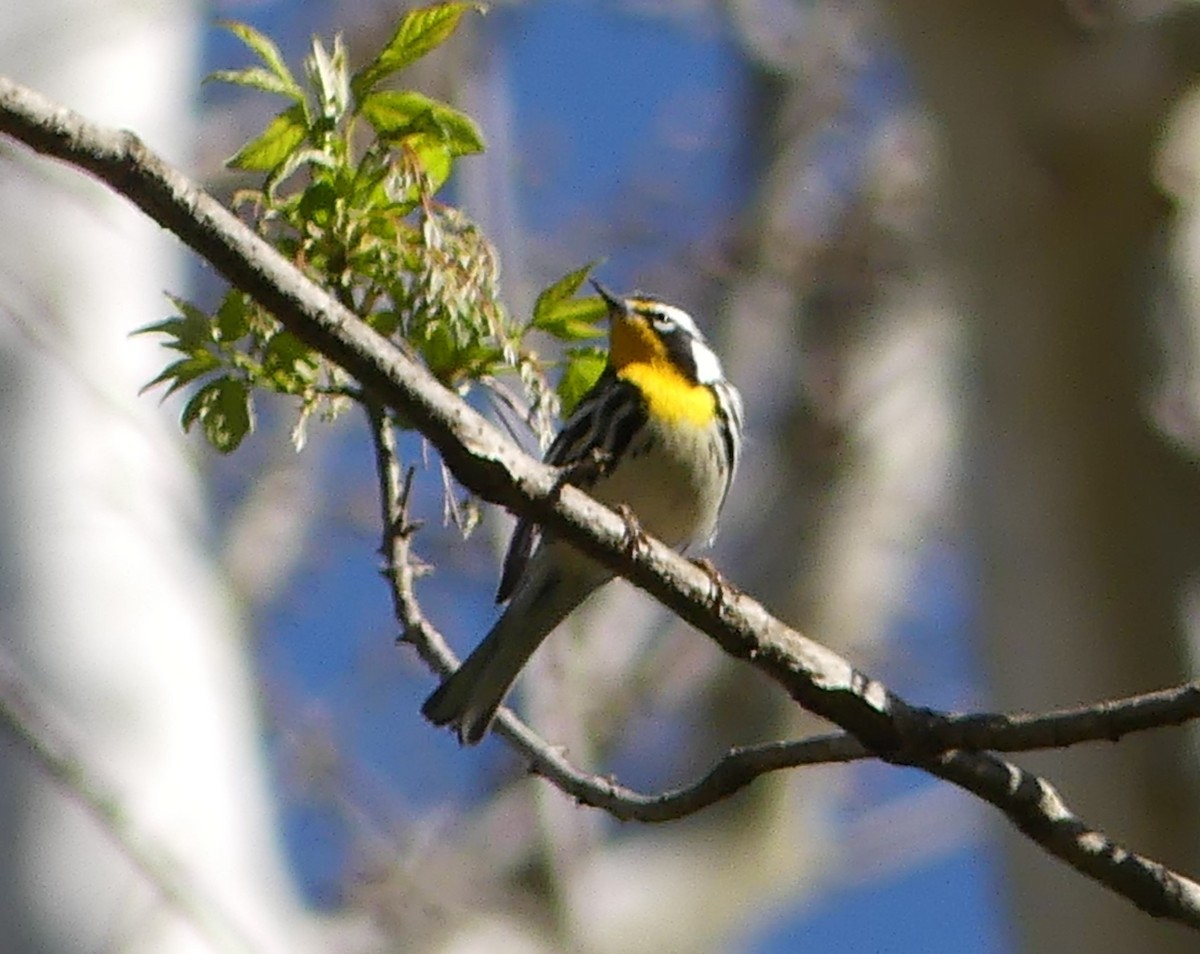 Yellow-throated Warbler - ML617052877