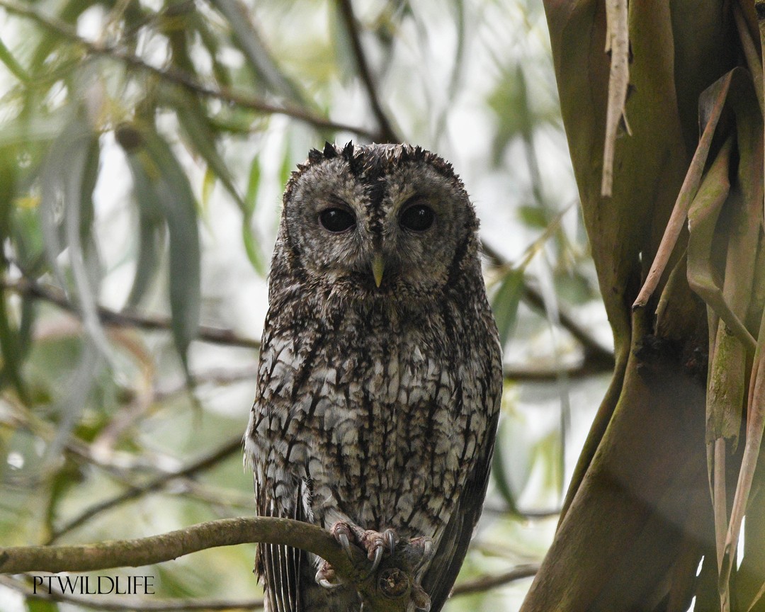 Tawny Owl - ML617053096