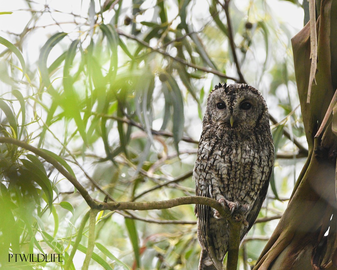 Tawny Owl - ML617053097