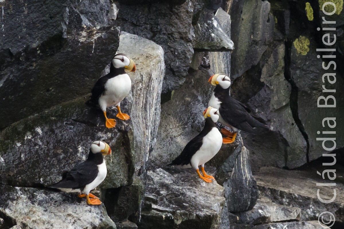 Horned Puffin - ML61705311