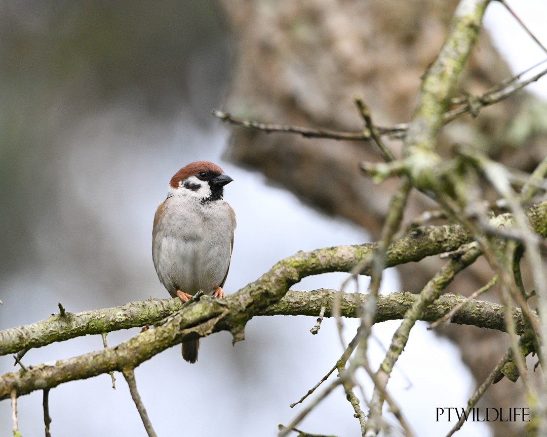 Eurasian Tree Sparrow - ML617053116