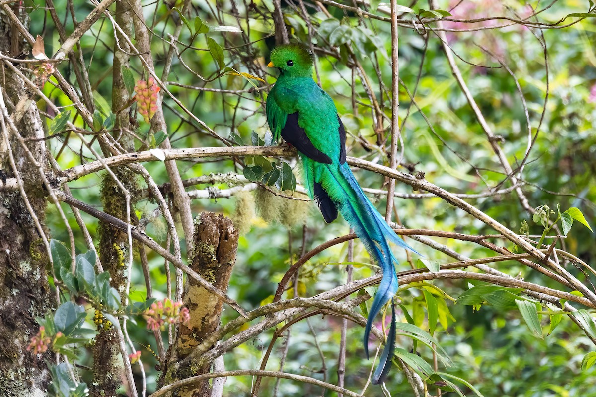 Resplendent Quetzal (Costa Rican) - ML617053231