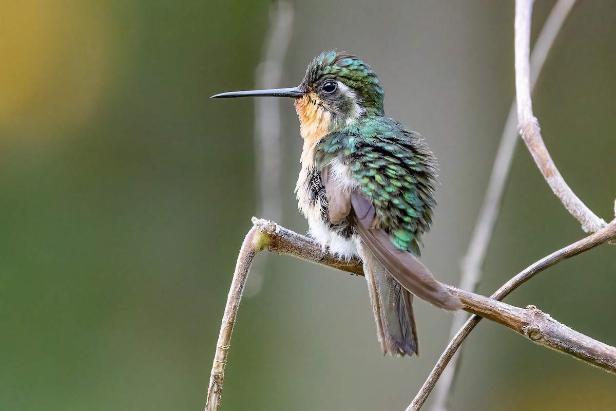 White-throated Mountain-gem (Gray-tailed) - ML617053270
